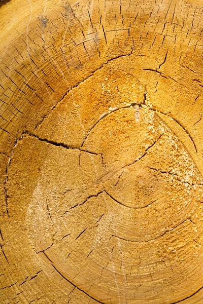 Sliced tree trunk — Stock Photo, Image