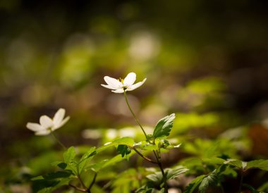 Ahşap kuzukulağı çiçek açan çiçekler