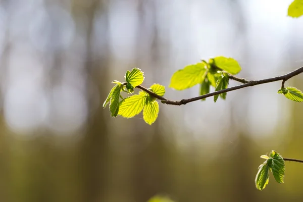 Větve s první zelené lístky — Stock fotografie