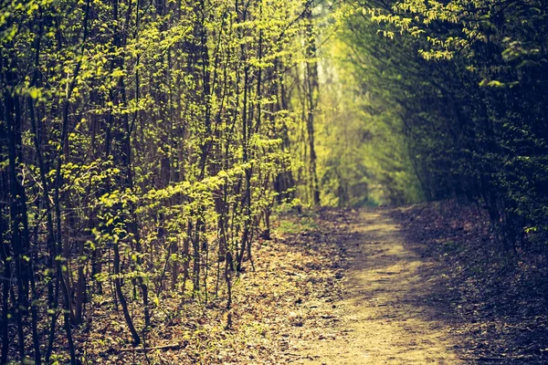 Zweige mit ersten grünen Blättern — Stockfoto