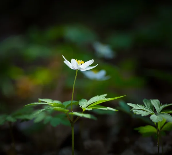Fiori di acetosa di legno in fiore — Foto Stock