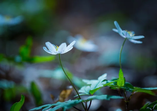 Fiori di acetosa di legno in fiore — Foto Stock