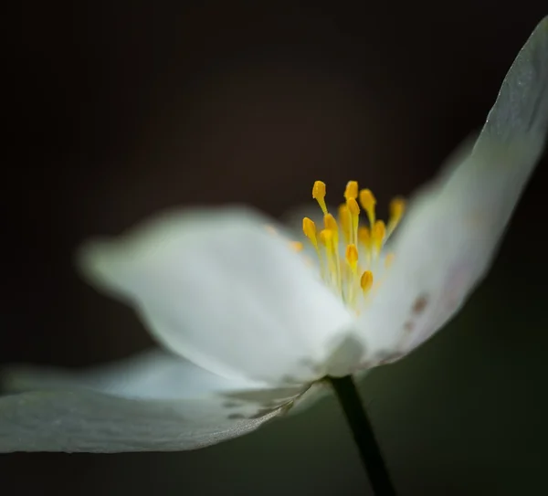 Anêmona branca da primavera — Fotografia de Stock