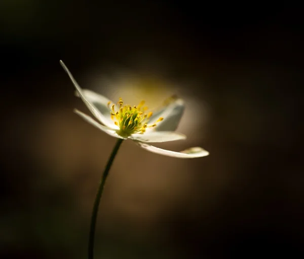 Anémona blanca de primavera — Foto de Stock