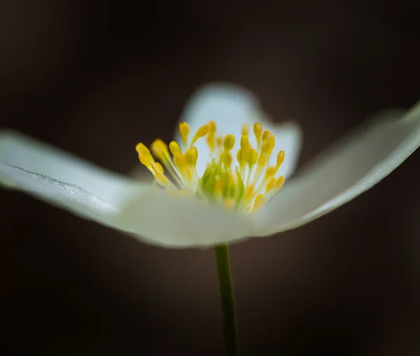 Anémona blanca de primavera — Foto de Stock