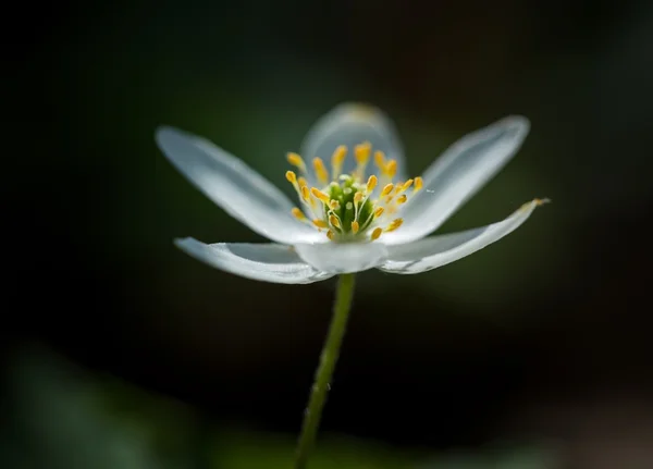 Anémona blanca de primavera — Foto de Stock