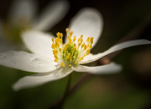 Anêmona branca da primavera — Fotografia de Stock