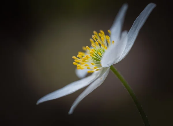 Anémona blanca de primavera — Foto de Stock