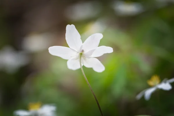 Flores de acedera de madera floreciendo — Foto de Stock