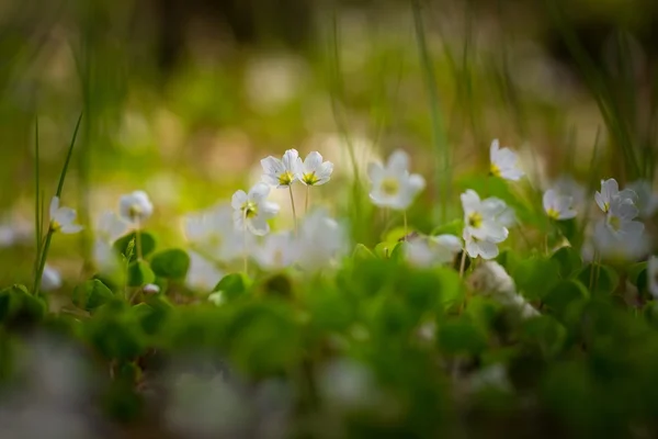 Flores de acedera de madera floreciendo — Foto de Stock