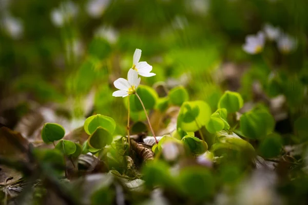 Fiori di acetosa di legno in fiore — Foto Stock