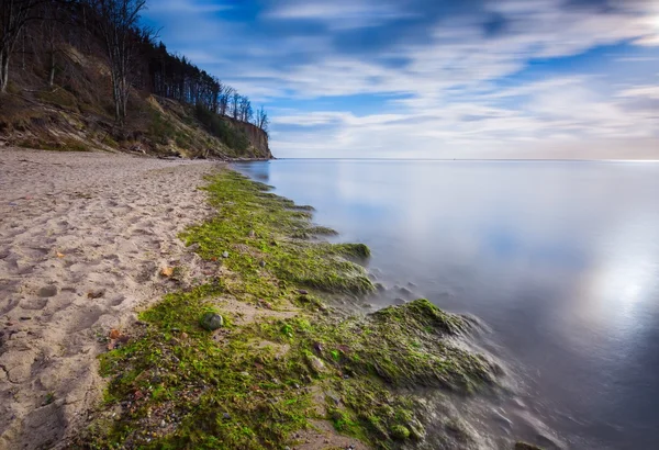 Shore benőtt with alga — Stock Fotó