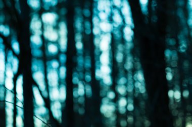 Orman arka plan bulanık