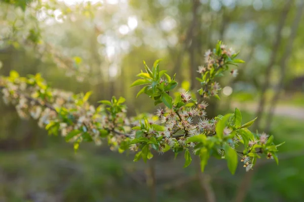 Blumen ohne Blütenblätter. — Stockfoto