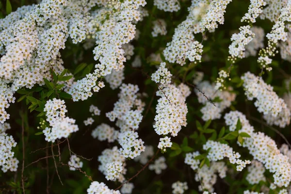 White spirea blooming — Stock Photo, Image