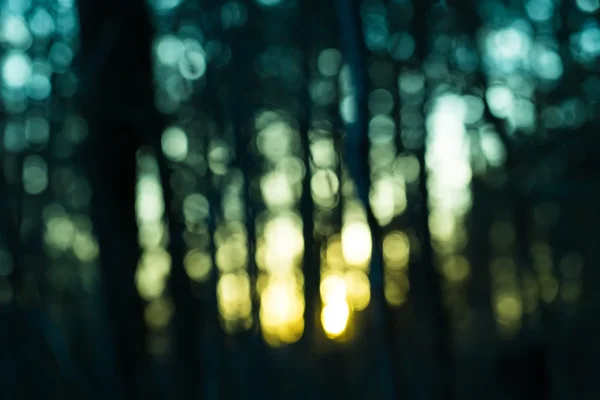 Forest blurred background — Stock Photo, Image