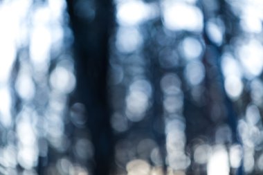 Orman arka plan bulanık