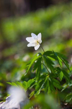 Anemon beyaz çiçek
