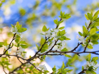 Çiçek açan elma ağacı