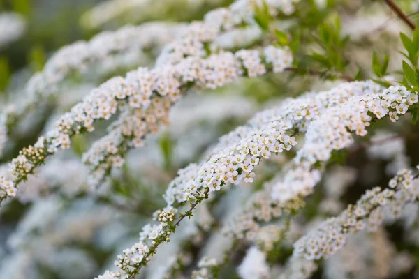 Espiga blanca floreciendo — Foto de Stock