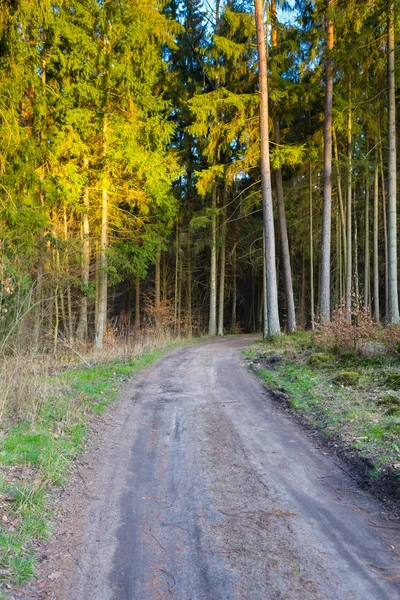 Footpath in spring forest — Stock Photo, Image