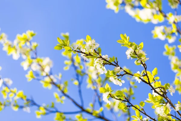 Blühender Apfelbaum — Stockfoto