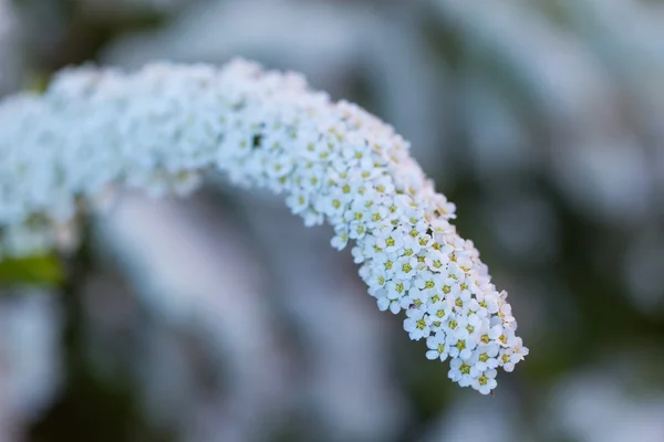 Άσπρο spirea ανθοφορία — Φωτογραφία Αρχείου