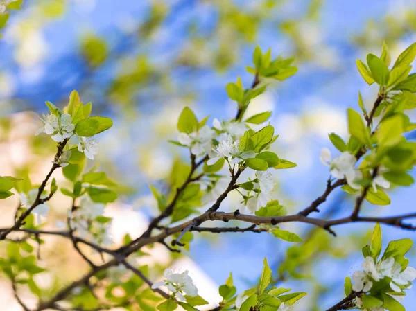 Blossoming apple  tree — Stock Photo, Image