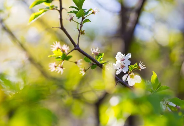 Blumen ohne Blütenblätter. — Stockfoto