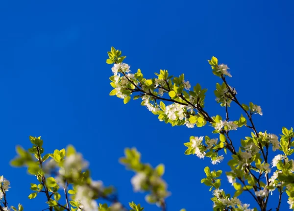 Blossoming apple  tree — Stock Photo, Image