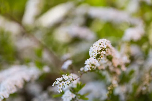 Άσπρο spirea ανθοφορία — Φωτογραφία Αρχείου