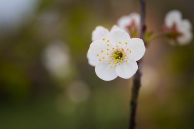 Kiraz ağacının güzel çiçekler