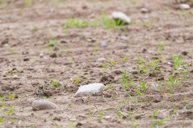 Kayalar ile ekili alan