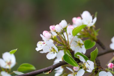 Çiçekli elma dalı