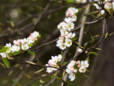 Çiçekli elma dalı