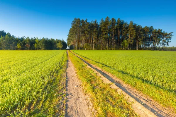 Kleine granen planten — Stockfoto