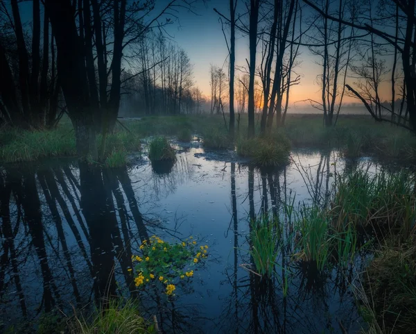 Lever de soleil sur les zones humides brumeuses — Photo