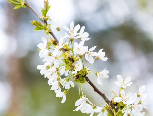 Schöne Blumen des Kirschbaums — Stockfoto