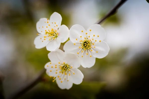 Schöne Blumen des Kirschbaums — Stockfoto