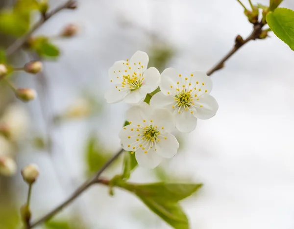 美丽的花朵的樱桃树 — 图库照片