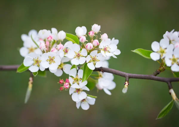 Blühender Apfelbaumzweig — Stockfoto