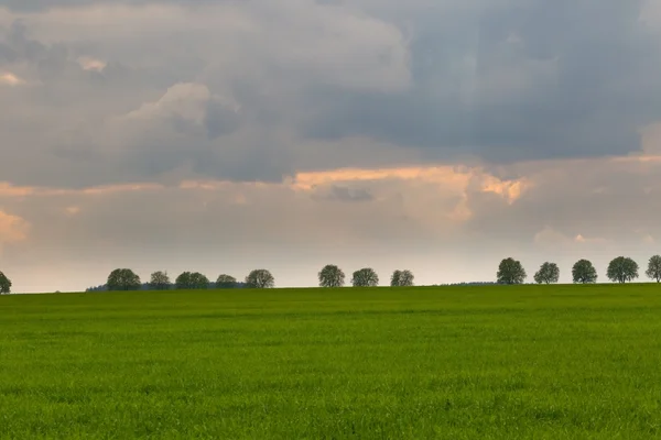 Paisagem de campo verde — Fotografia de Stock