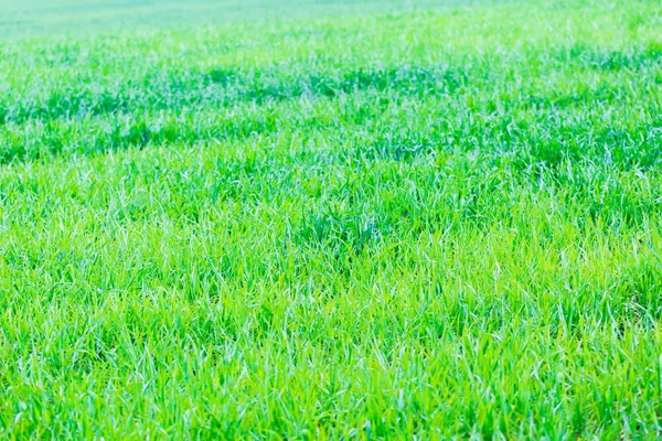 Saftig grünes Maisfeld. — Stockfoto