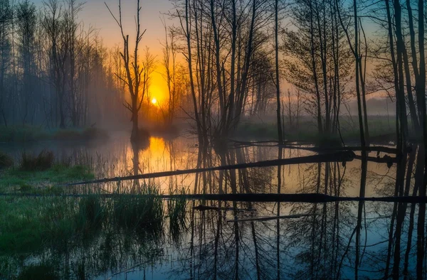 Zonsopgang boven mistige wetlands Stockfoto