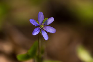 Güzel yosunları çiçek çiçeklenme