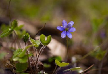 Güzel yosunları çiçek çiçeklenme