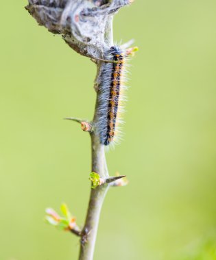 Caterpillar tarafından saldırıya ağaç