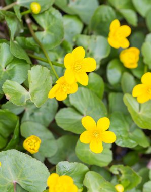 Çiçek açan sarı vahşi marigolds