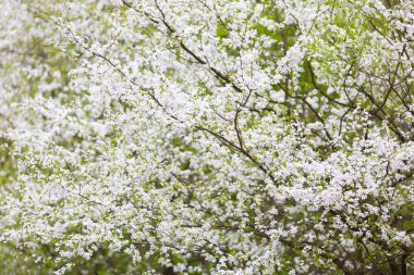 Erik ağacı, beyaz çiçekler