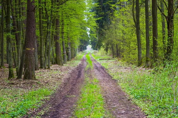 Schöner grüner Frühlingswald. — Stockfoto